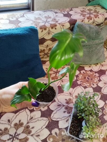 Комнатные растения