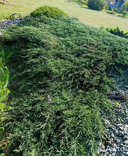 Можжевельник горизонтальный Glacier
