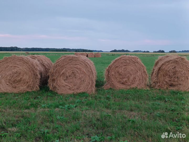 Сено в рулонах