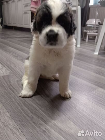 Продажа щенков Сенбернара