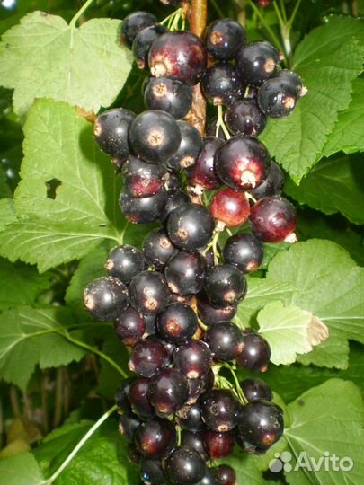 Саженцы чёрной смородины