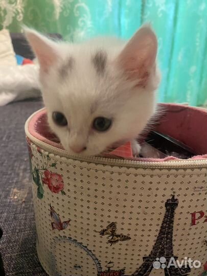 Белый пушистый котенок