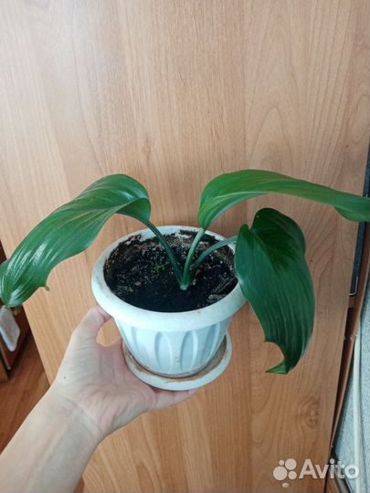 Эухарис амазонская лилия