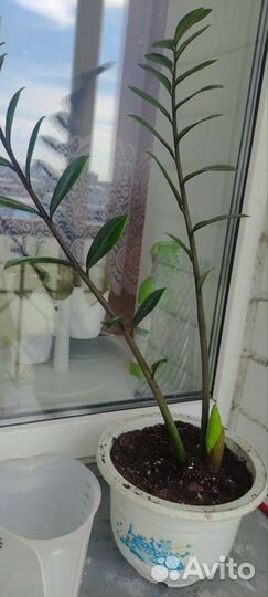 Замиокулькас