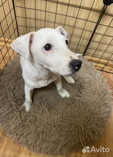 Джек Рассел терьер (щенок)