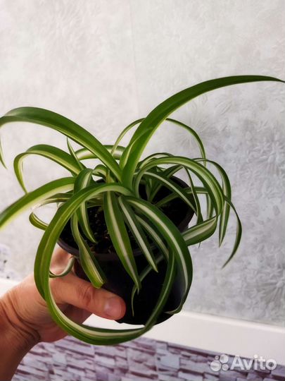 Хлорофитум кудрявый