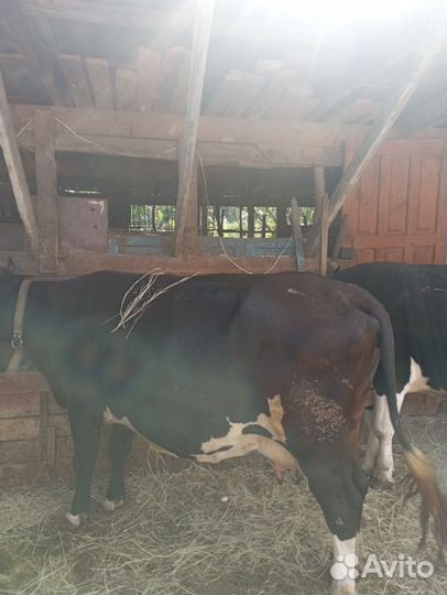 Корова стельная дойная