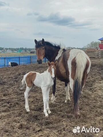 Перегной, конский навоз