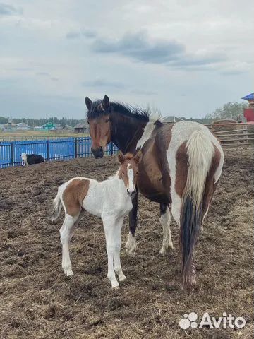 Перегной, конский навоз