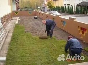 Рулонный газон