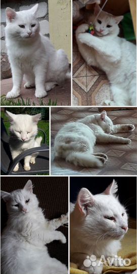 Белый кот в добрые руки