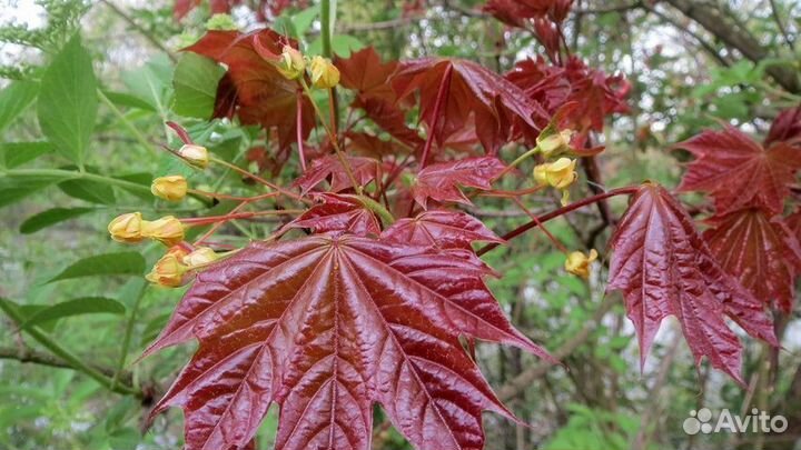 Клен остролистный