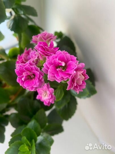 Комнатные цветы каланхоэ