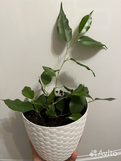 Фикус Бенджамина