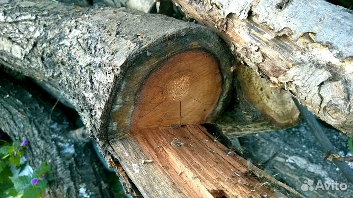 Дрова: Груша, Вишня, Яблоня, Слива