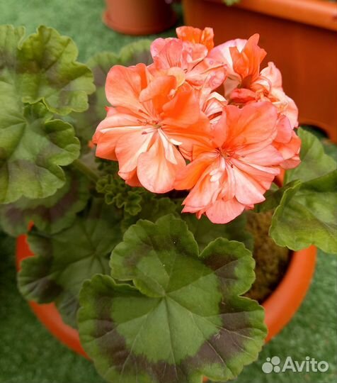 Герань пеларгония