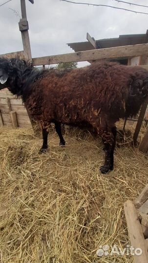 Козел альпийский