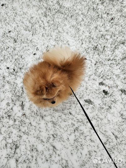 Продам шпица