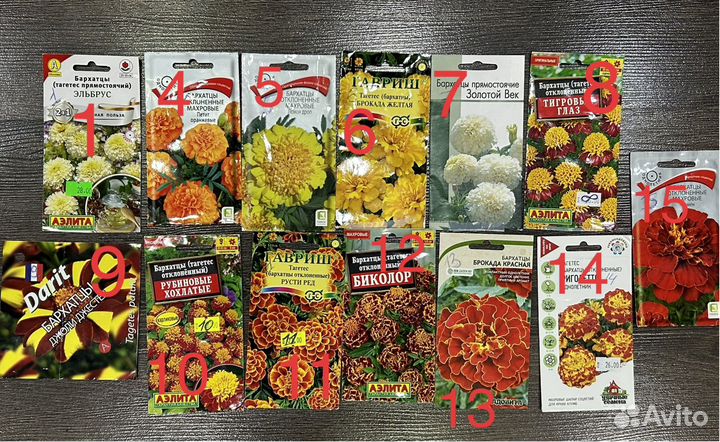 Рассада бархатцев