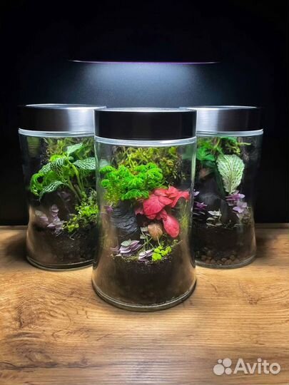 Флорариум террариум палюдариум