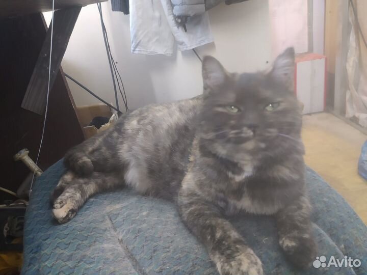 Кошечка в добрые руки