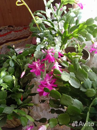 Цветы Шлюнбергер Декабрист