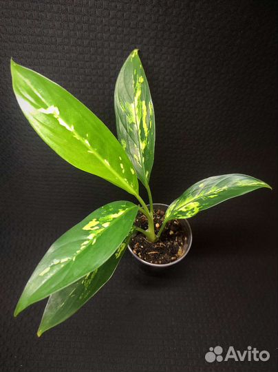 Диффенбахия Аврора (Индонезия)