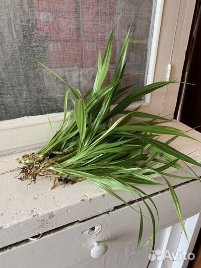 Панданус (винтовая пальма),отростки