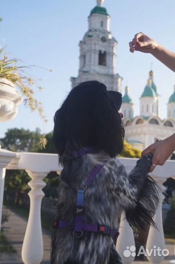 Шлейка анатомическая для собак