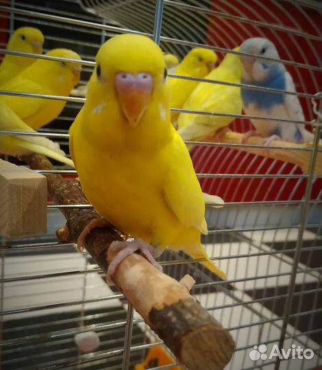 Попугай волнистый