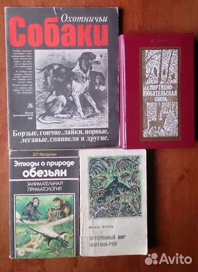Охотничьи собаки спортивно любительская охота