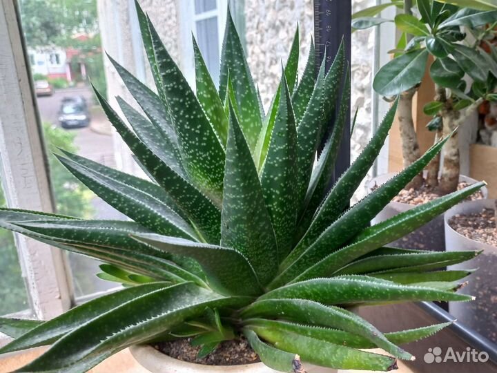 Суккулент Гастералоэ