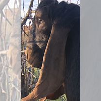 Козел Камори