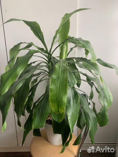 Пальма драцена