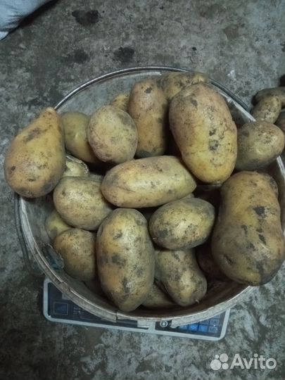 Картофель деревенский