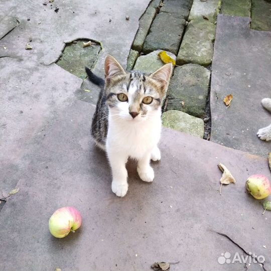 Кошки в добрые руки бесплатно