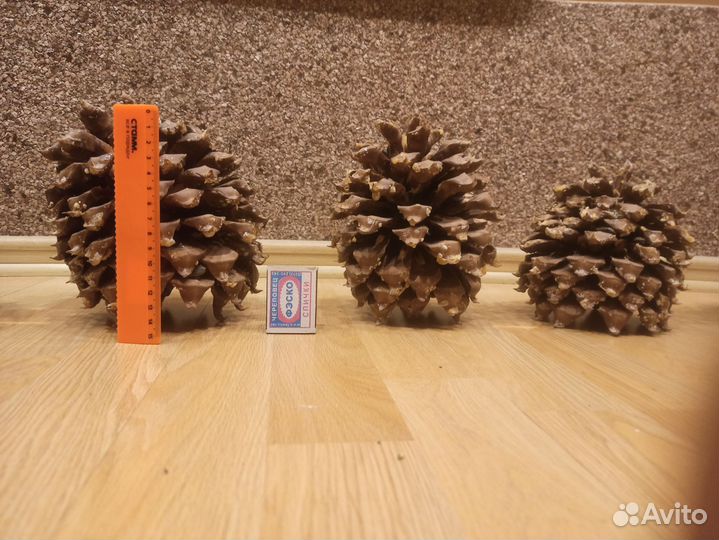 Шишки сосны Монтесумы