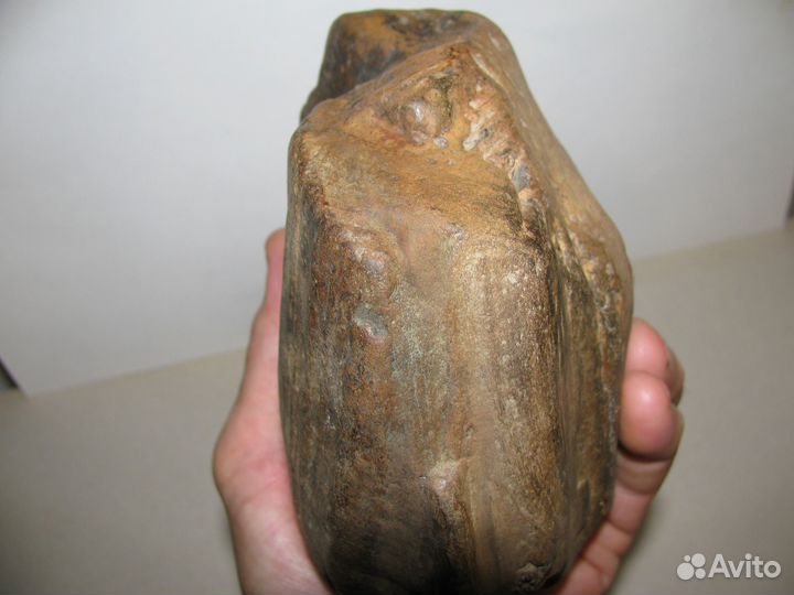 Окаменелое дерево (в коллекцию)