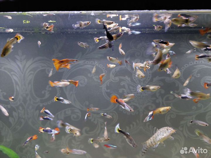 Аквариумные рыбки гуппи