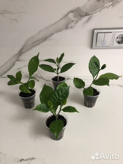 Табернемонтана, Клеродендрум Инерме, Пахистахис