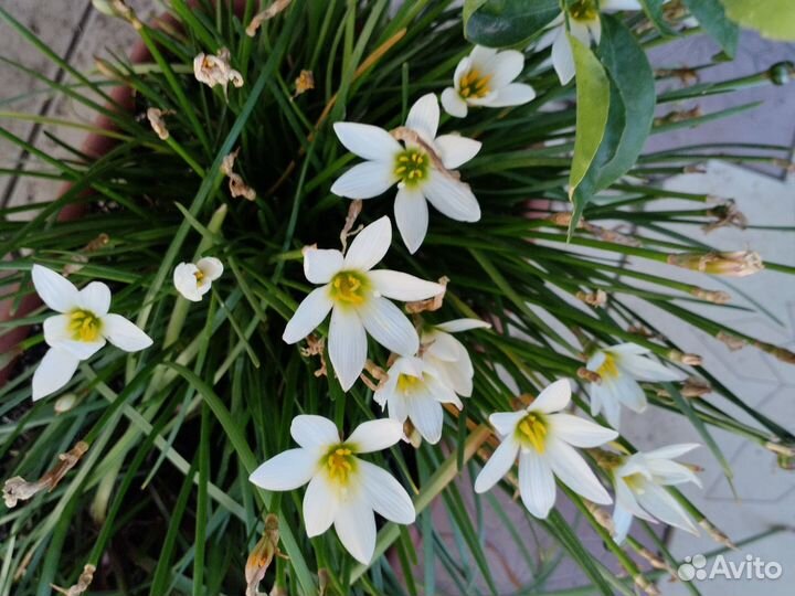 Красивоцветущие растения 1