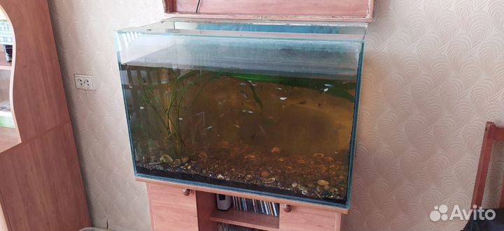 Аквариумист, чистка аквариумов. Срочный выезд