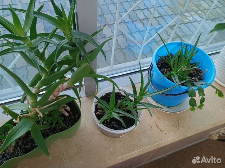 Живые цветы алоэ