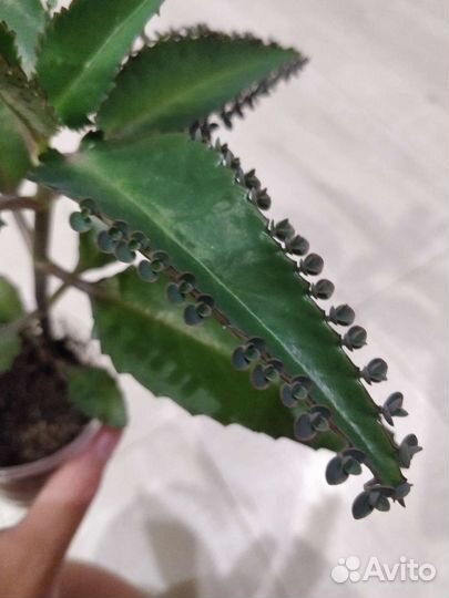 Каланхоэ дегремона (лечебное)