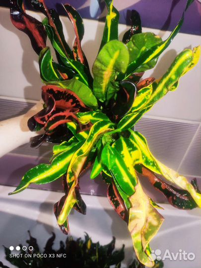 Кротон мамми