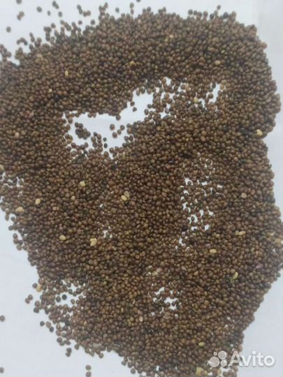 Лядвенец семена