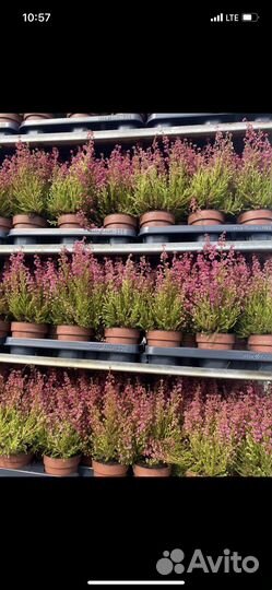 Эрика (вереск)