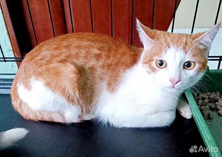 Кошка в дар бесплатно