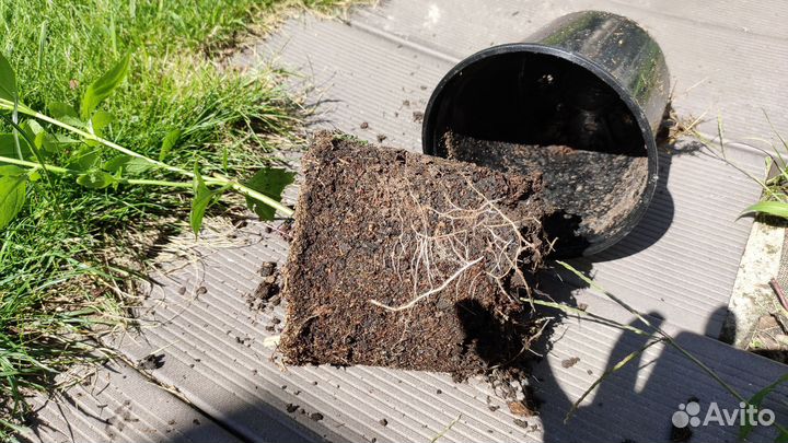 Кустарники декоративные