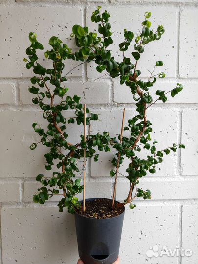 Фикус Барок